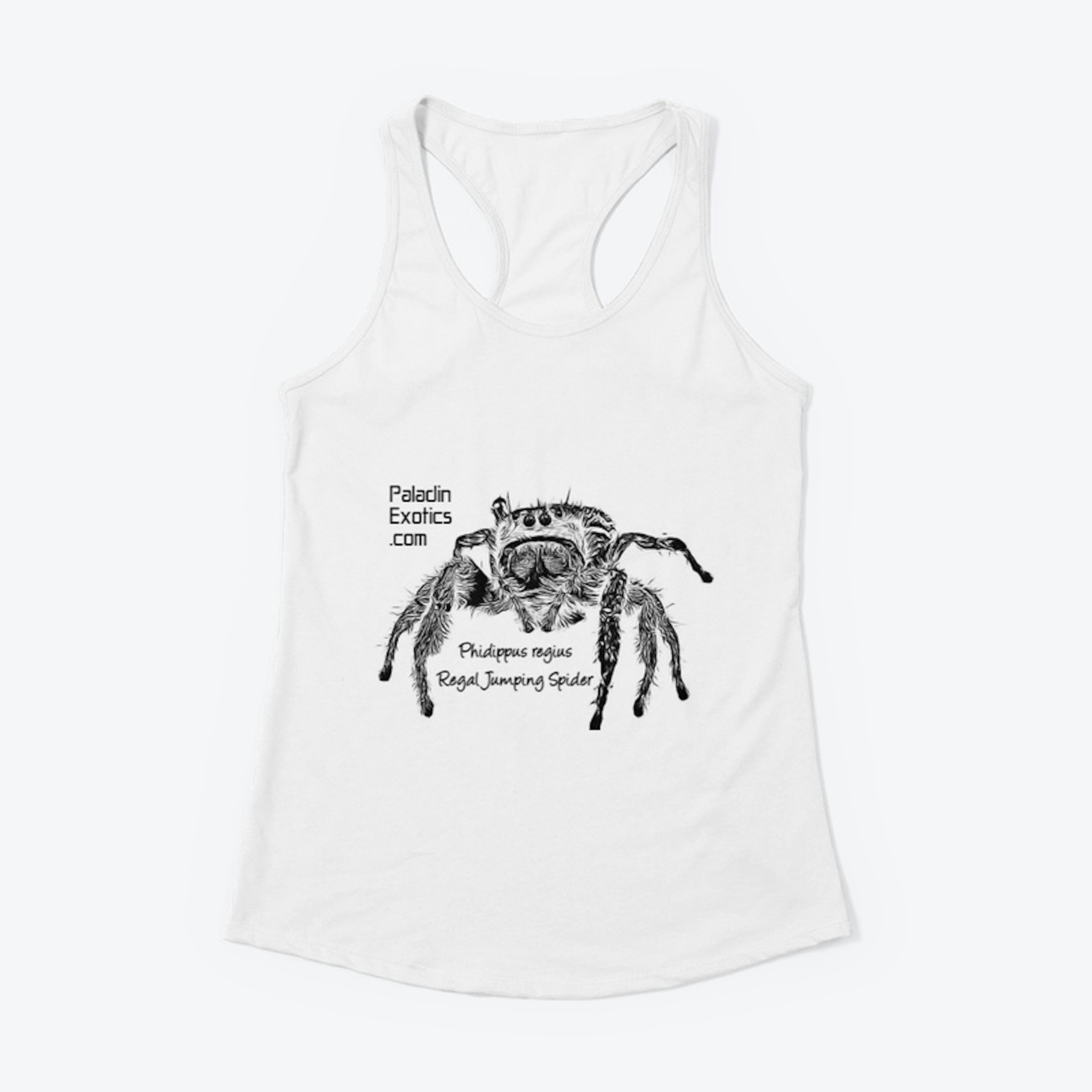 Regal Jumping Spider (Black)