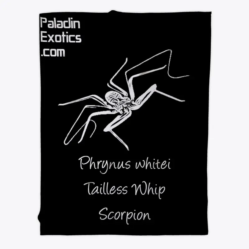 Tailless Whip Scorpion (White)